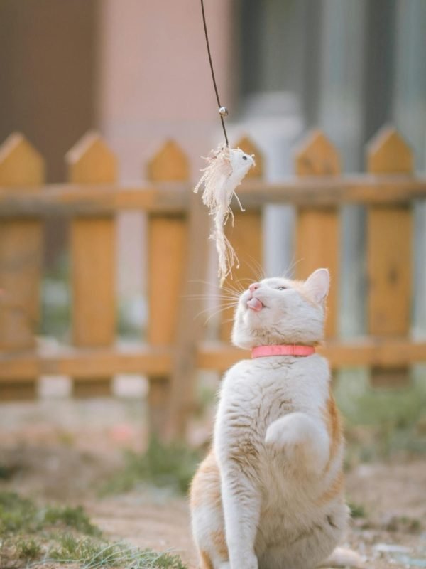 pexels-catscoming-2216715